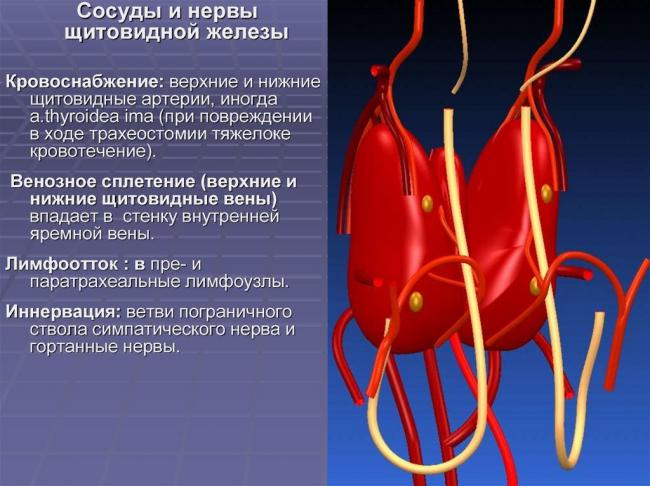 Щитовидная железа