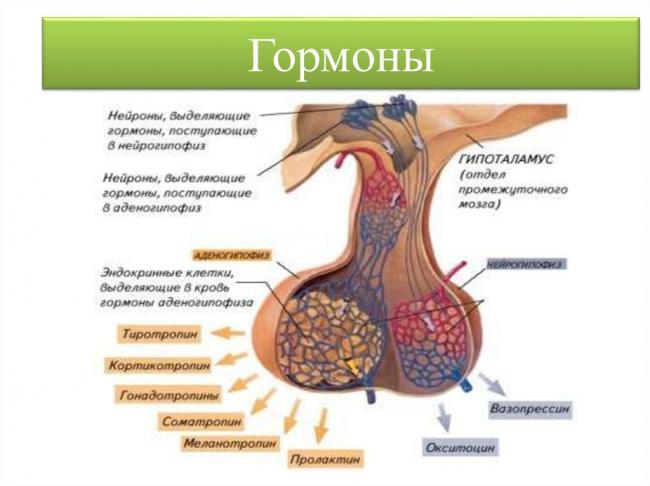 Гормоны передней (аденогипофиз) и задней (нейрогипофиз) доли гипофиза и их функции