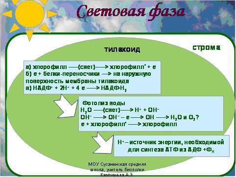 Фотосинтез