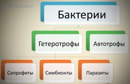 Питание бактерий краткий ответ