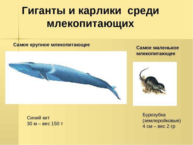 Анаэробные организмы