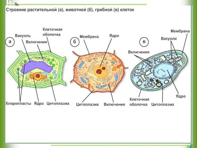 Прокариотическая клетка строение особенности -таблица