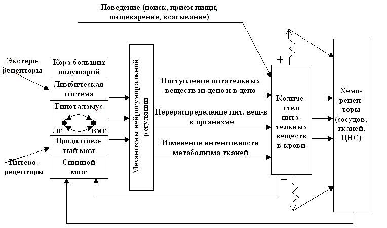 Сытости нет: 30 причин постоянного чувства голода