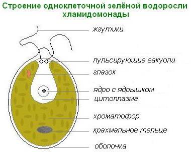 Чего мы не знали о бактериях и водорослях