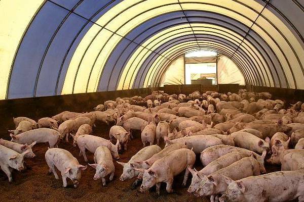 Использование глубокой подстилки с бактериями при содержании свиней