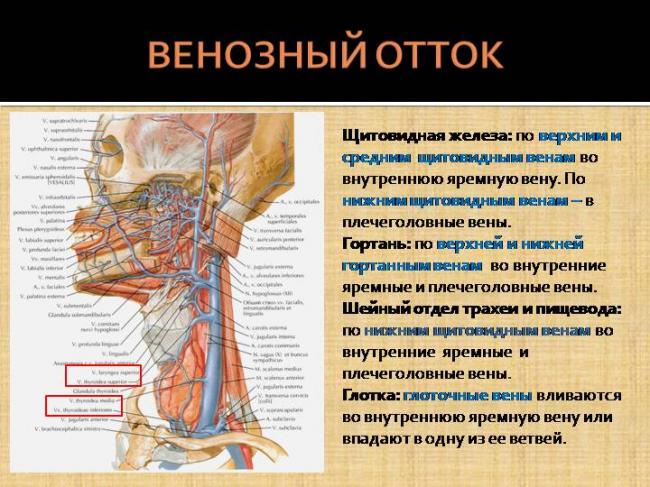 Что является нормой для щитовидной железы