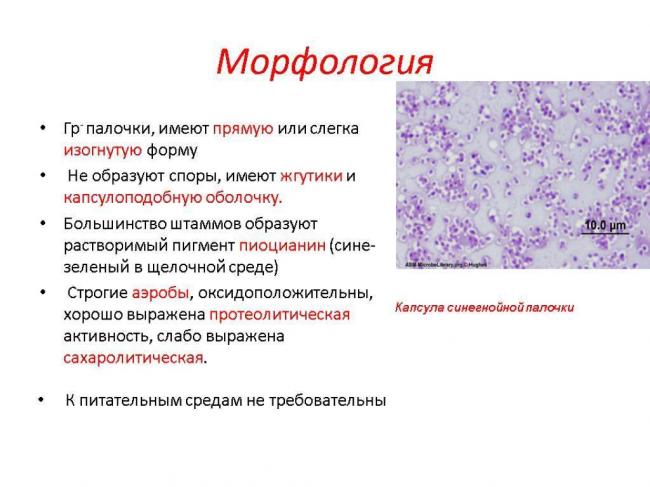 Синегнойная инфекция