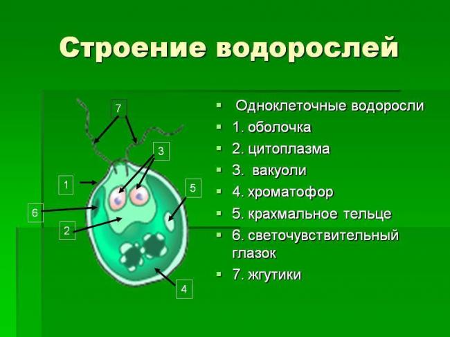 Изучаем родословную бактерий: это животные или растения?