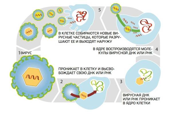 Как переносится вируса бешенства