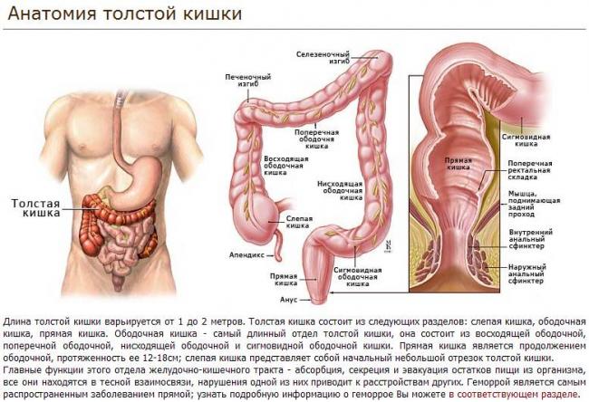 Почему кишечник человека не может функционировать без бактерий