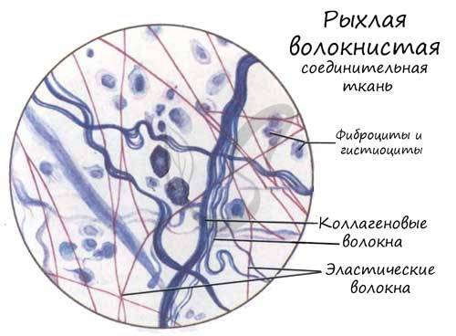 Рыхлая соединительная ткань - loose connective tissue - qwe.wiki