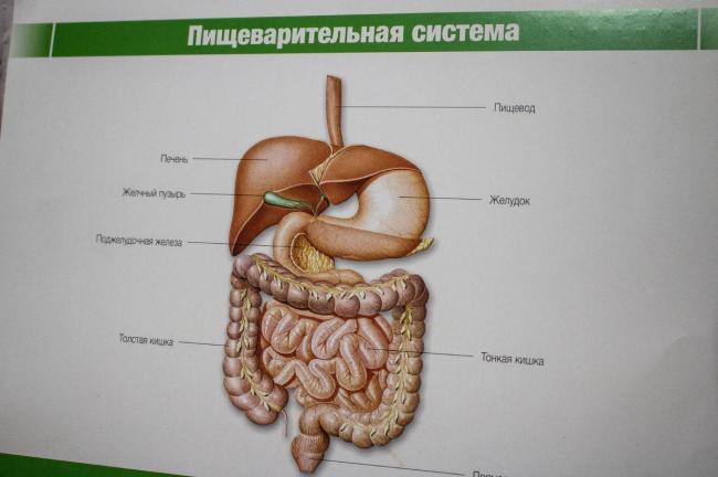 От чего возникает язва желудка: основные причины и провоцирующие факторы
