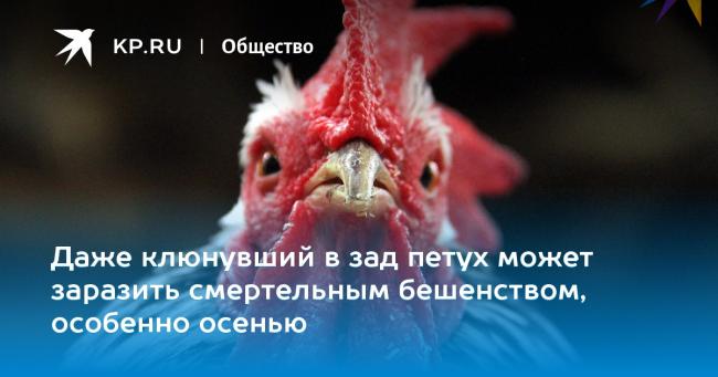 Бешенство – смертельная опасность. что делать, если укусила собака или другое животное?