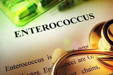 Enterococcus faecium: что это такое и как его лечить