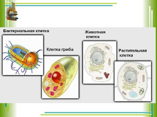 Биологический отдел центра педагогического мастерства