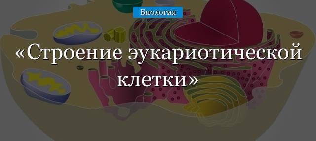 Чего не имеют бактерии: критично ли отсутствие органов