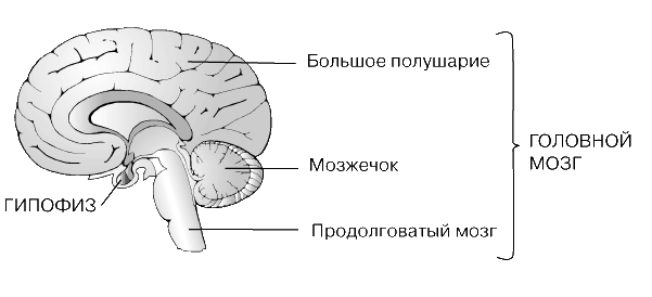 Аденогипофиз википедия