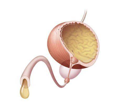 Enterococcus (энтерококки)