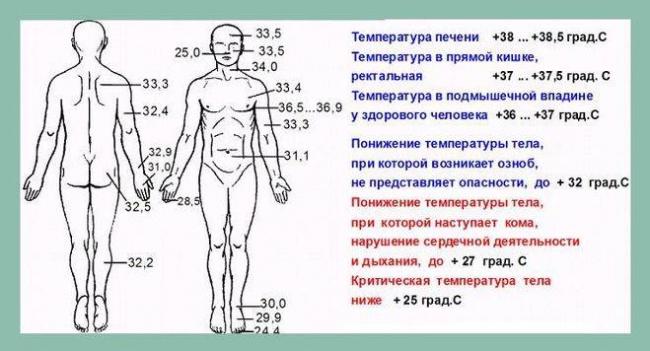 Почему у человека бывает пониженная температура тела?