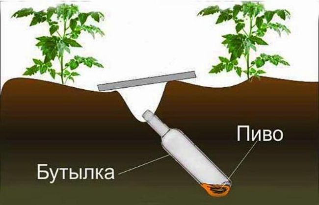 Как избавиться от медведки - самые лучшие методы и средства