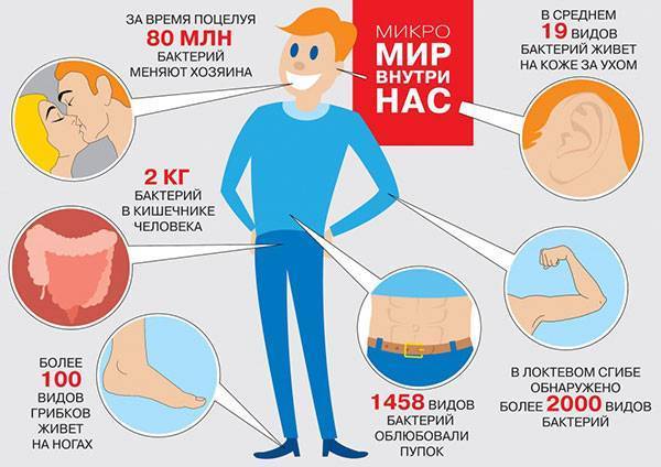 Бактерии | энциклопедия кругосвет