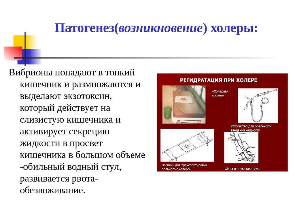 Холера: пути заражение, симптомы и лечение инфекции