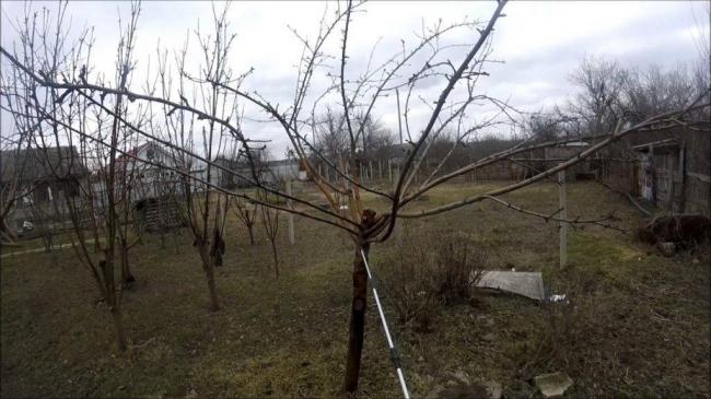 Актара от колорадского жука