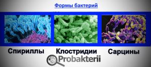 Презентация "дыхание грибов и бактерий."