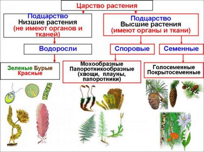 Анаэробы — это бактерии. особенности анаэробов, классификация и методы культивирования