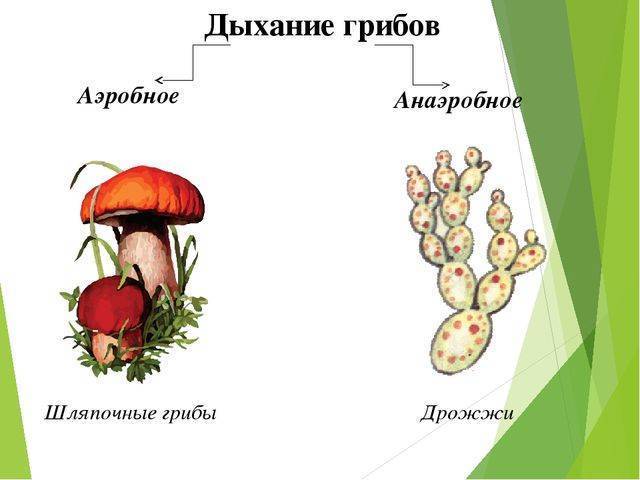 Анаэробные организмы — википедия. что такое анаэробные организмы