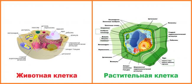 Сходства и различия в строении клеток растений, животных, грибов