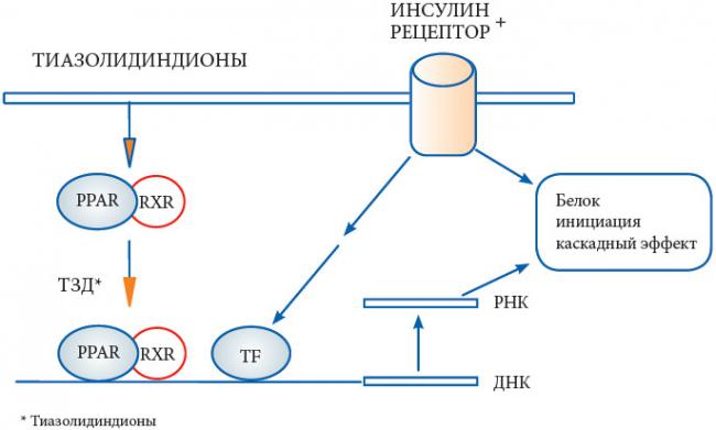 Инструкция по применению «пиоглитазона», механизм действия, состав, аналоги, цены, показания, противопоказания, побочные эффекты и отзывы