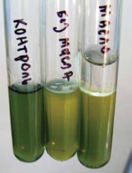 Bacillus cereus таксономия, характеристика, морфология, среда обитания