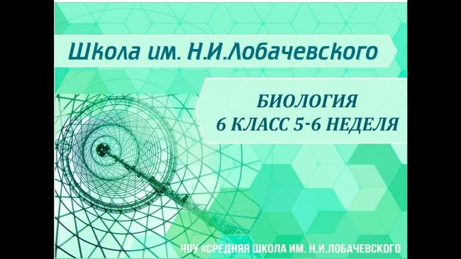 Строение и функции соединительной ткани, основные типы клеток