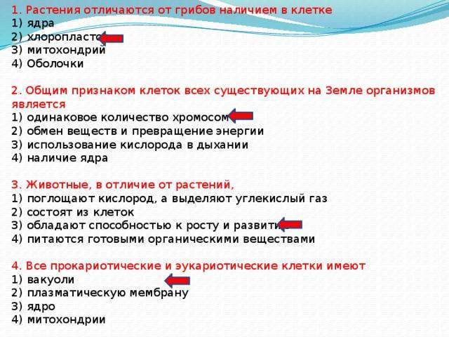 Чем и как отличаются бактерии от простейших