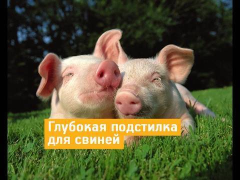 Глубокая подстилка для свиней: суть технологии, особенности применения, отзывы