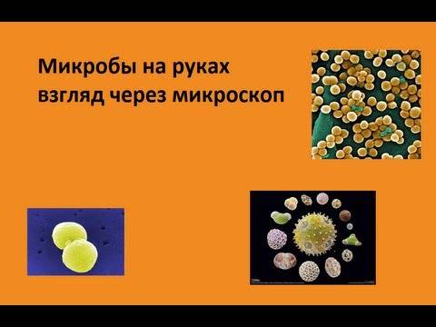 Бактерии под микроскопом. как выглядят под микроскопом различные бактерии