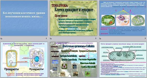 Строение прокариотической клетки