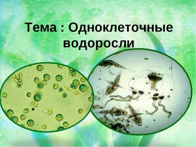 Изучаем родословную бактерий: это животные или растения?