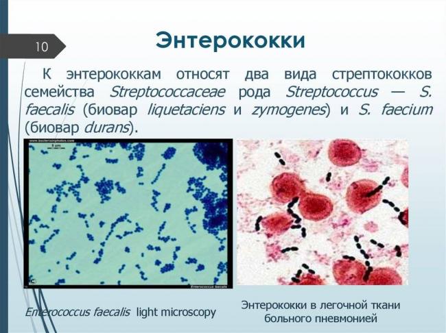 Enterococcus faecium: описание, причины и лечение