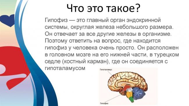 Аденогипофиз википедия