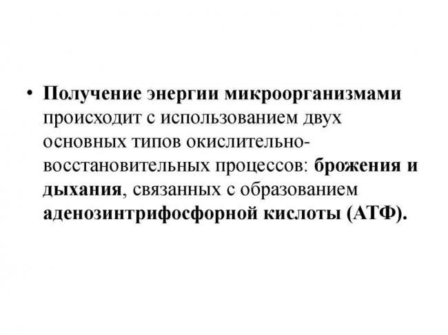Анаэробные бактерии википедия