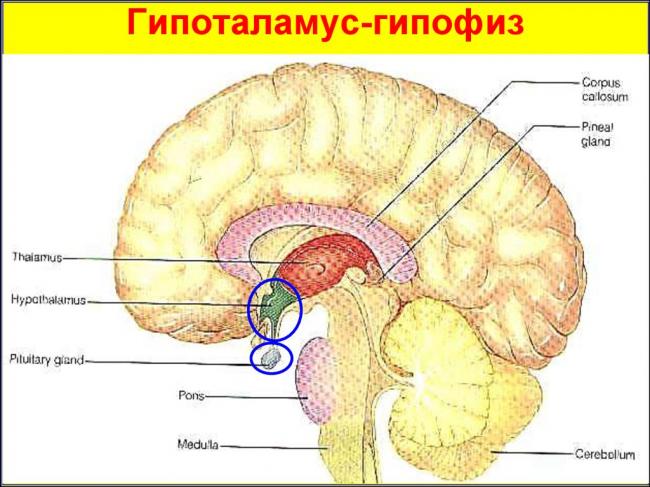 Патофизиология гипофиза