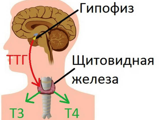 Аденогипофиз википедия