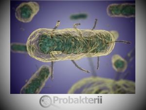 Бактериальные токсины их классификация и основные свойства