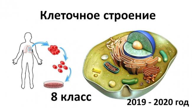 Основные органеллы бактериальной клетки