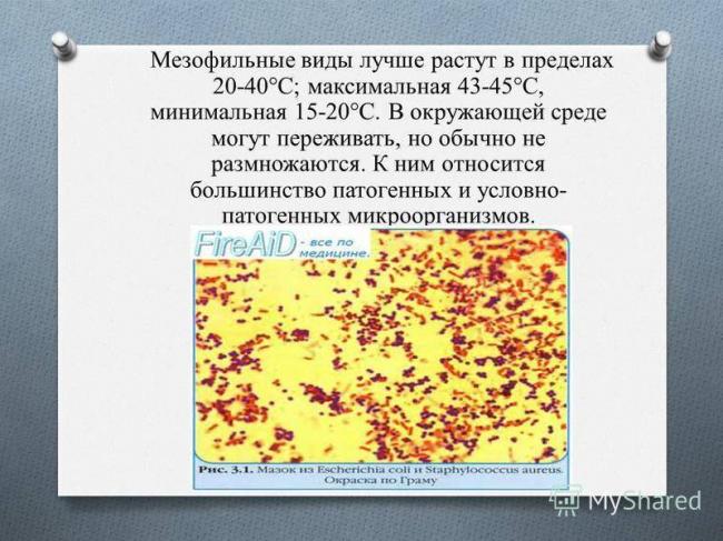 Гигрофилы примеры животных