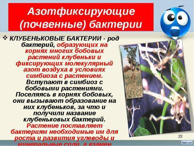 Питание бактерий и грибов | биология