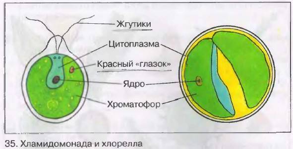 Почему бактерии относят к примитивной форме жизни и чем они отличаются от растений других организмов?