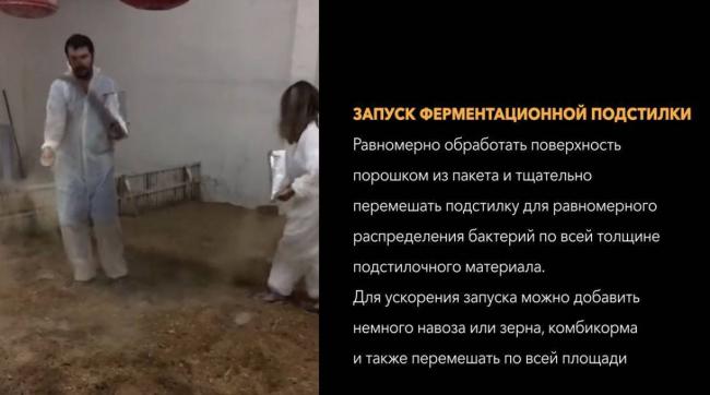 Условия содержания свиней содержание на глубокой подстилке